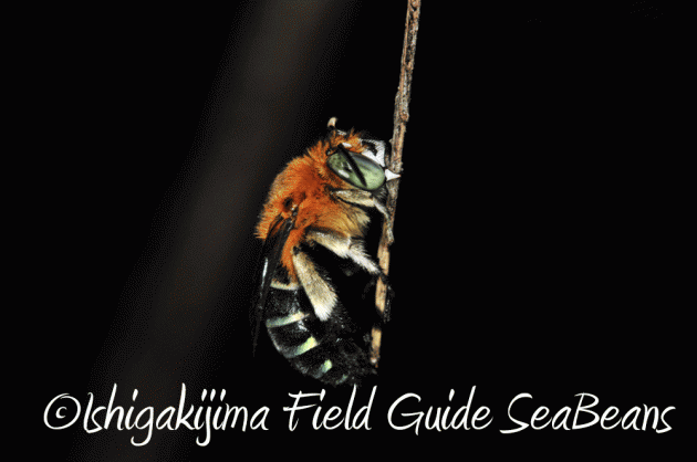 7月25日 石垣島 ナイトツアー 生き物探し19