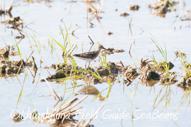 7.19石垣島　バードウオッチング8