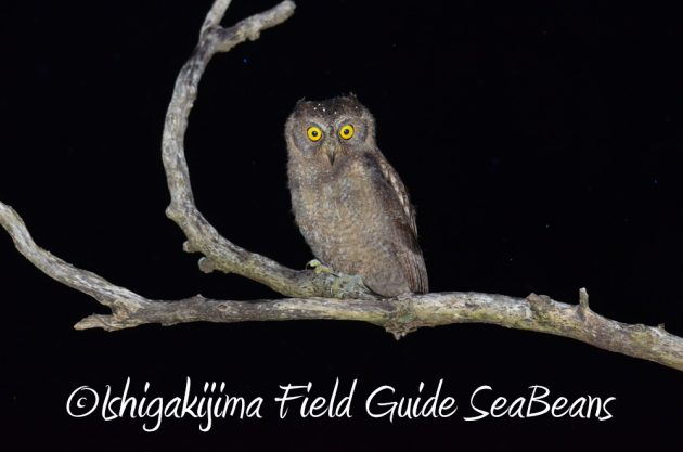 7.18-石垣島　ナイトツアー15