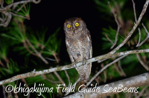 7.19石垣島 ナイトツアー 6