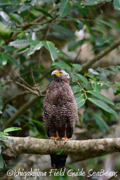 7.17-石垣島　バードウオッチング　野鳥撮影　ガイド16