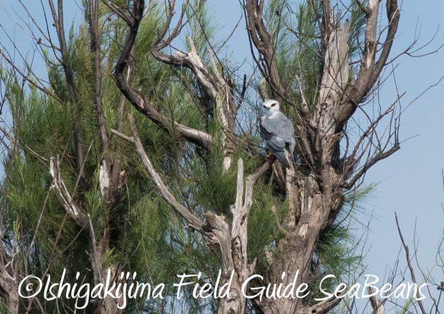 7.22-石垣島 野鳥 バードウオッチング 撮影ガイド5