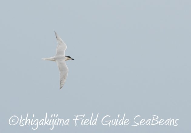 7.17-石垣島　バードウオッチング　野鳥撮影　ガイド6