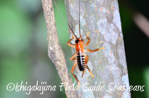 7.22-石垣島-ナイトツアー11