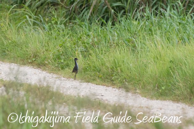 7.18　バードウオッチング　野鳥撮影　ガイド　11