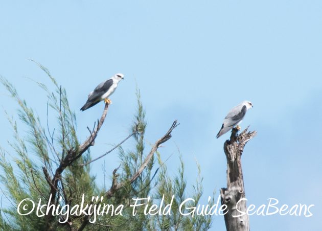 7.20　石垣島　野鳥撮影　バードウオッチング17