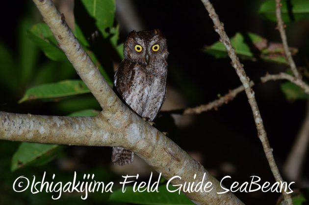 715野鳥観察　ナイトツアー7