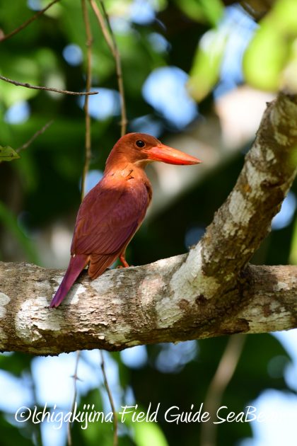 7.19石垣島　バードウオッチング15