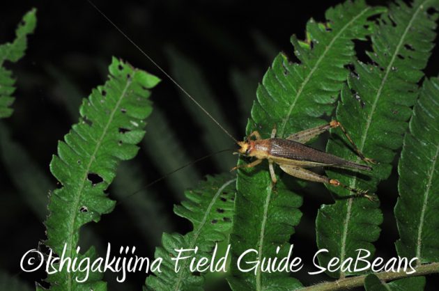 7月30日 石垣島ナイトツアー7