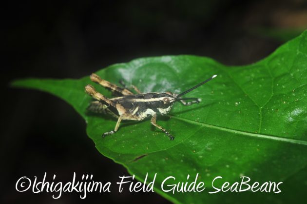 7.19石垣島 ナイトツアー 12