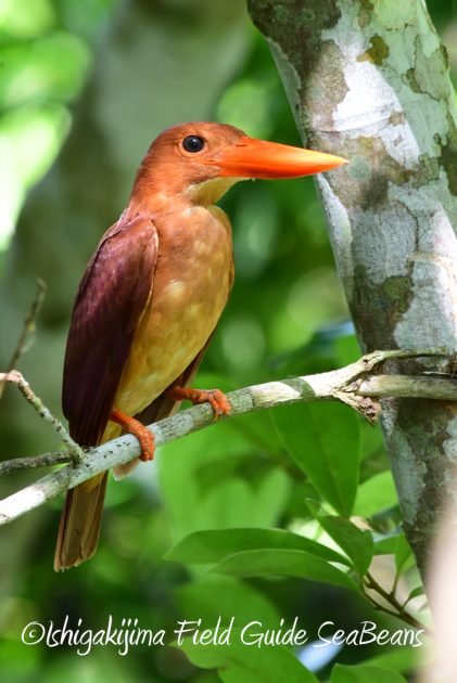 7.22-石垣島 野鳥 バードウオッチング 撮影ガイド16
