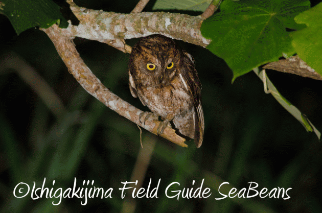 7月25日 石垣島 ナイトツアー 生き物探し2
