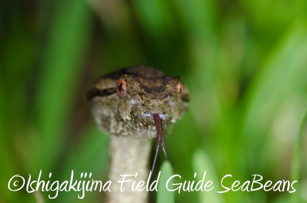 7.20石垣島 ナイトツアー3