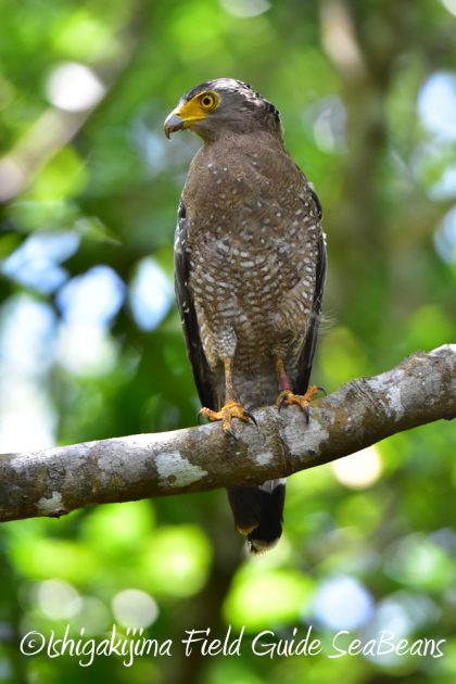 7月28日-石垣島　バードウオッチング　野鳥9