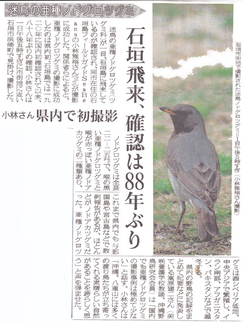 琉球新報　石垣島飛来確認88年ぶり　迷鳥の亜種ノドグロツグミ　