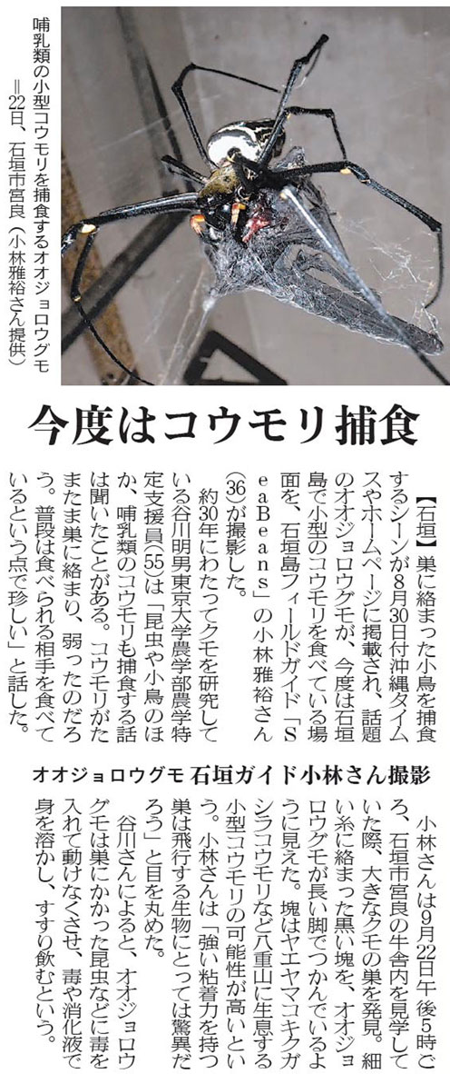 沖縄タイムス　今度はコウモリ捕食