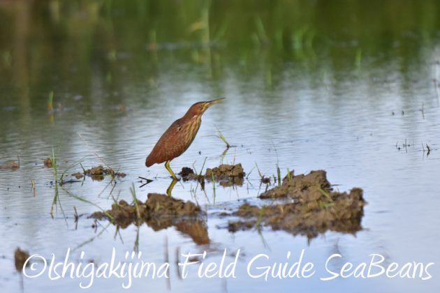 8月3日　石垣島　バードウオッチング7