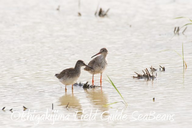 8月2日石垣島　バードウオッチング　野鳥撮影9