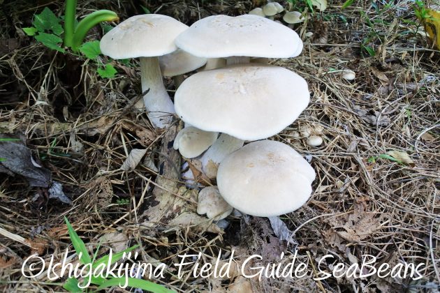 8月16日石垣島　バードウオッチング＆野鳥撮影ガイド7