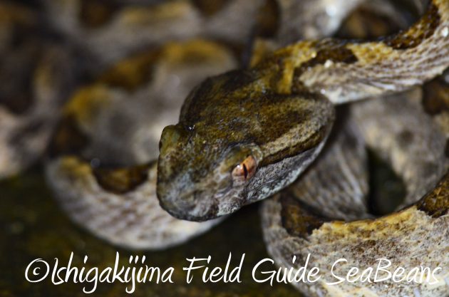 8.16石垣島ナイトツアー12