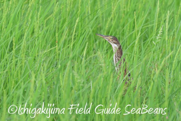 8月1日 石垣島 バードウオッチング 野鳥撮影13