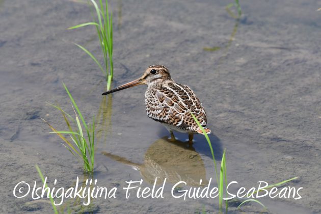 8月27日石垣島バードウオッチング＆野鳥撮影13