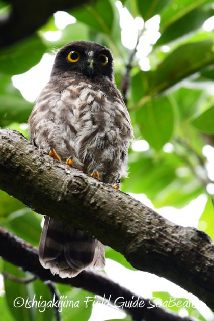 8月10日石垣島 バードウオッチング&野鳥撮影5