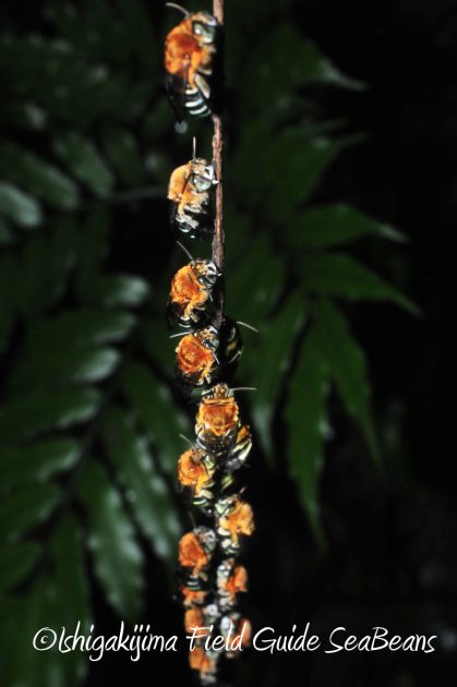 8月10日石垣島ナイトツアー15