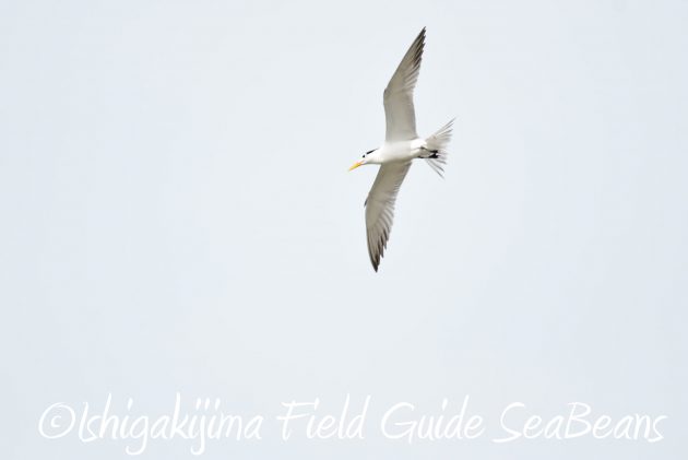 8月13日石垣島バードウオッチング＆野鳥撮影7