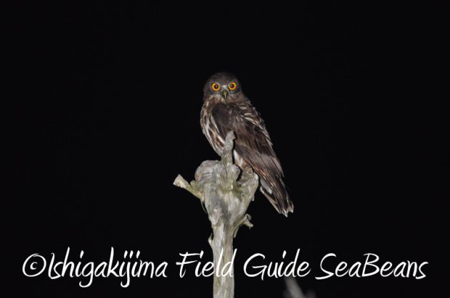 8月7日石垣島 ナイトツアー2