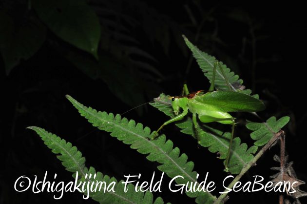 8月12日石垣島ナイトツアー6