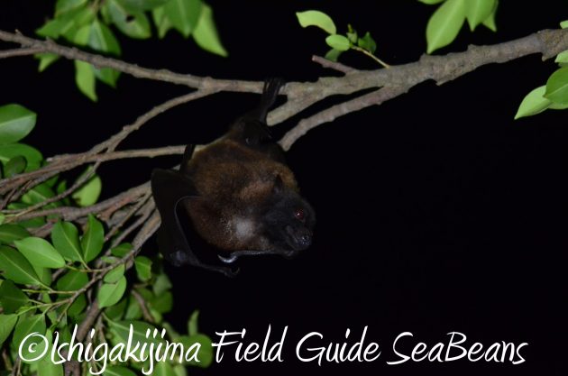 8月12日石垣島ナイトツアー11