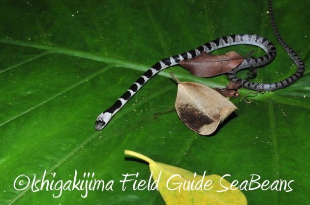 7月31日 石垣島ナイトツアー4