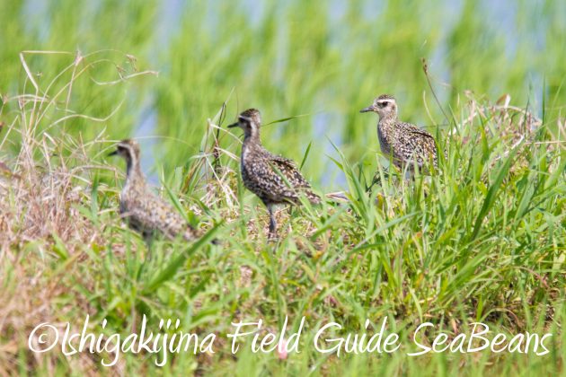 8月30日石垣島バードウオッチング＆野鳥撮影10