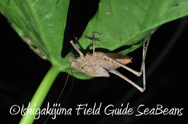 8月13日石垣島ナイトツアー17