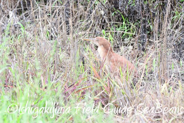 8月17日石垣島バードウオッチング&野鳥撮影23