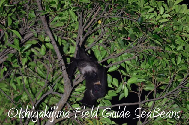 8月2日　石垣島ナイトツアー12