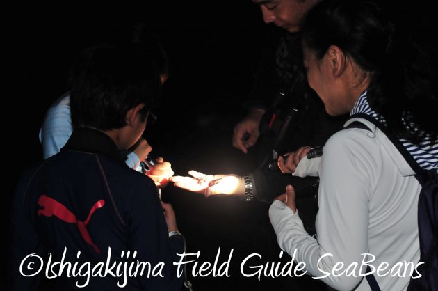 8月13日石垣島ナイトツアー4