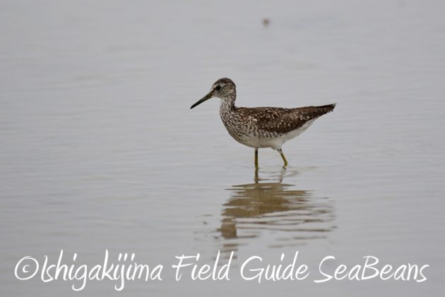 8月6日　石垣島の野鳥　バードウオッチング6