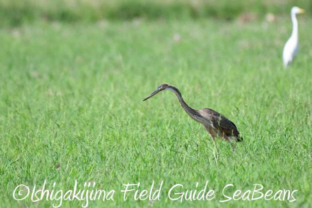 8月4日鳥獣保護区域等巡回調査9