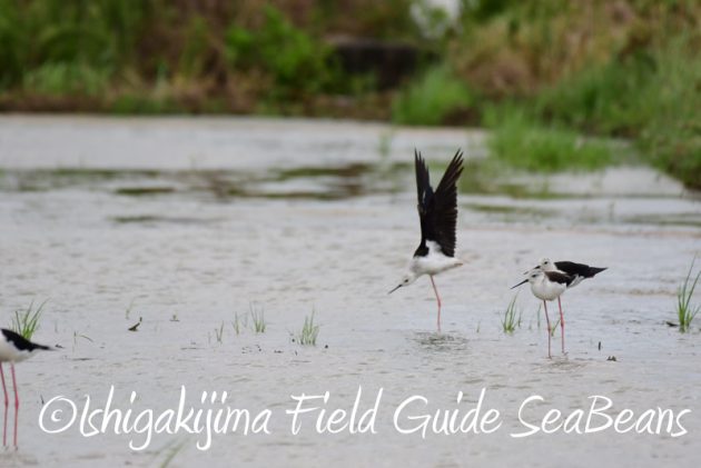 8月6日　石垣島の野鳥　バードウオッチング8