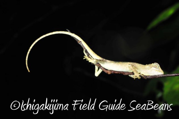 8月9日石垣島ナイトツアー18