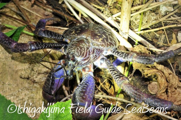 8月8日 石垣島ナイトツアー13