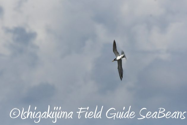 8月16日石垣島　バードウオッチング＆野鳥撮影ガイド8