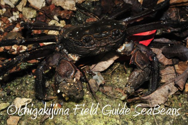 8月11日石垣島ナイトツアー4