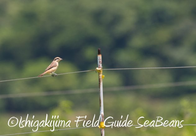 8月27日石垣島バードウオッチング＆野鳥撮影9