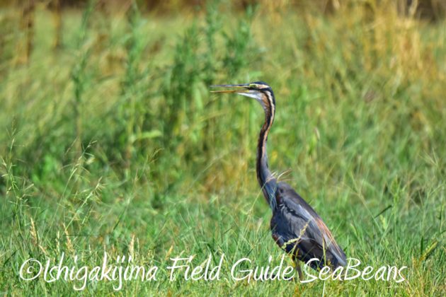 8月3日　石垣島　バードウオッチング4
