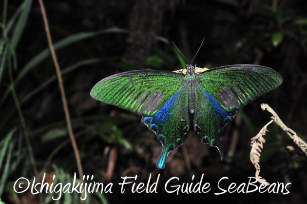 7月31日 石垣島ナイトツアー11