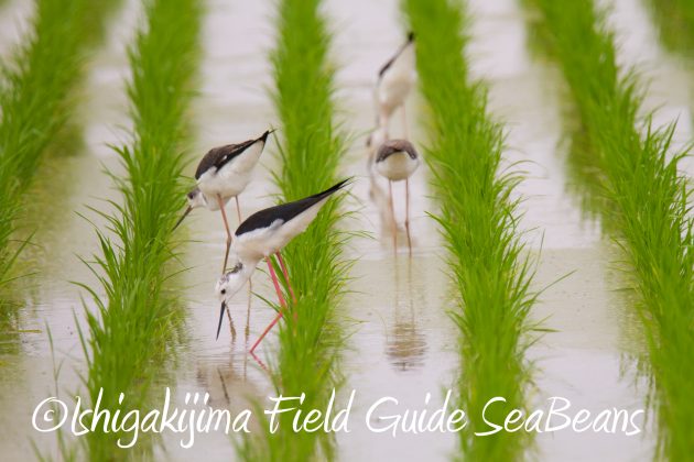 8月31日石垣島バードウオッチング＆野鳥撮影13