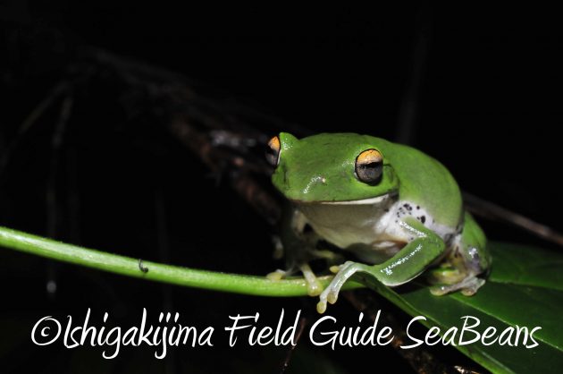 8.16石垣島ナイトツアー13